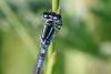 Coenagrion mercuriale
